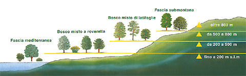 i boschi in Italia