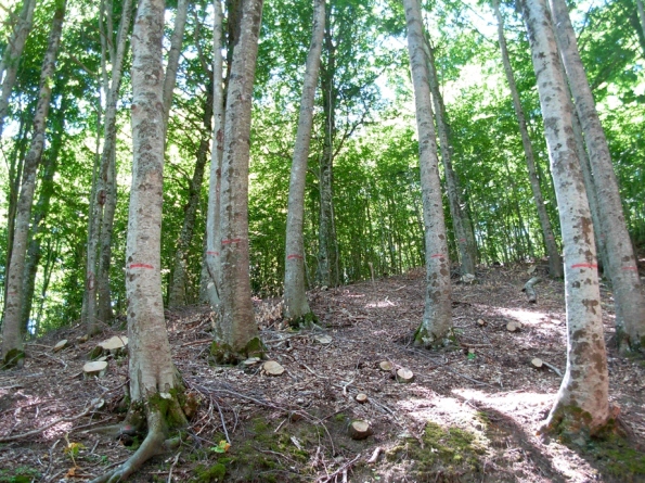 un buon esempio di riconversione del bosco ceduo in bosco ad alto fusto (Faggeta)