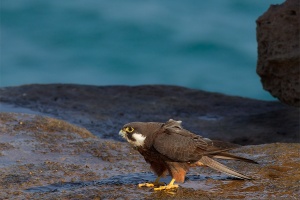 Falco della Regina (Falco eleonorae) 