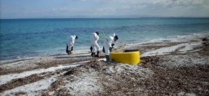Golfo dell'Asinara, operazioni di disinquinamento