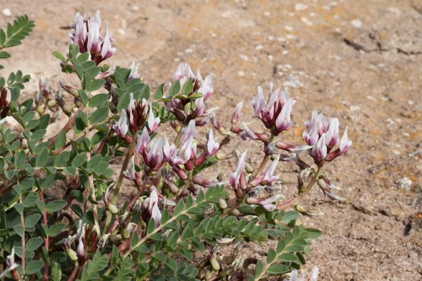 Astragalo marittimo (Astragalus maritimus Moris)