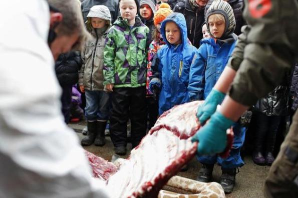 Copenaghen, zoo, la Giraffa Marius fatta a pezzi davanti a bambini e TV (feb. 2014)