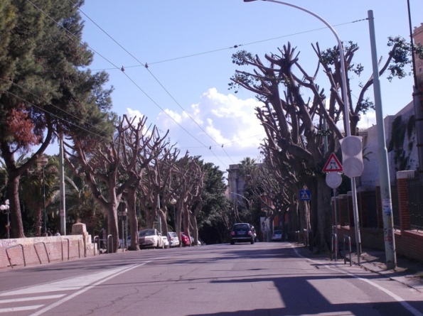 Cagliari, Viale Regina Elena, potatura Ficus (aprile 2014)