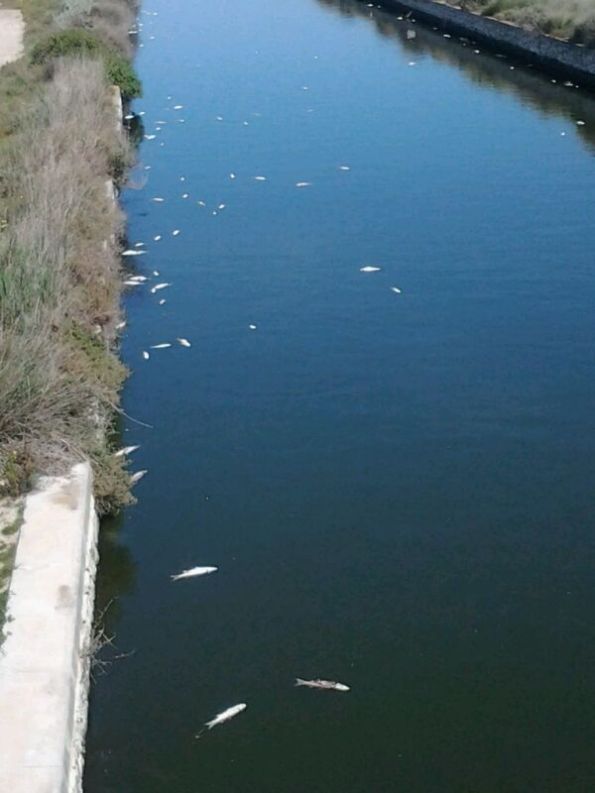 Cagliari, Canali di Terramaini e di Mezzo, morìa di pesci  (11 aprile 2014)