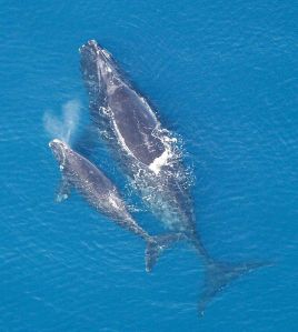 Balena franca nordatlantica (Eubalaena glacialis) con piccolo