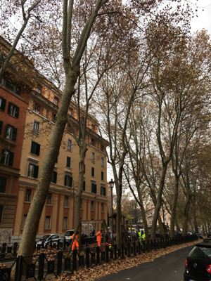 Roma, Prati, giardino pubblico di Via Gulli, taglio di un albero (6 dicembre 2016)